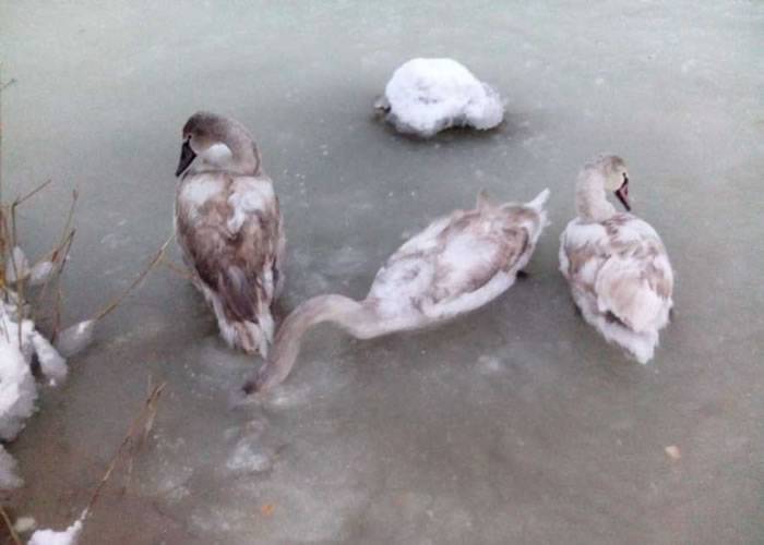 湖面结冰 克里米亚天鹅群被困终获救