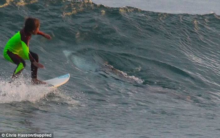 澳洲10岁男童独自冲浪疑遇悠闲大白鲨