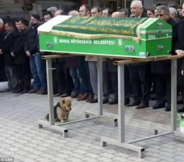 土耳其忠犬不舍已逝主人 每日赴墓前守护