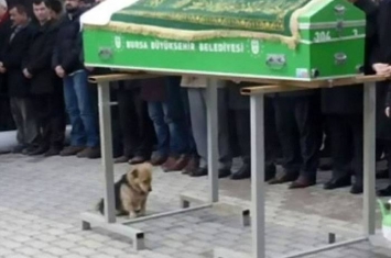 土耳其忠犬不舍已逝主人 每日赴墓前守护