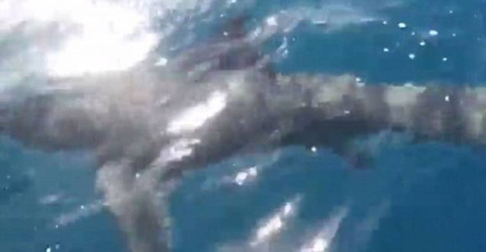 澳洲墨尔本1吨重大白鲨在吉朗附近水域出没