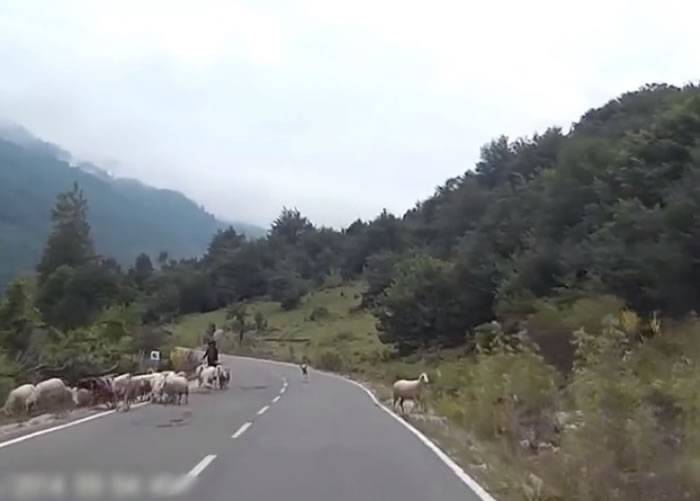 德国山区羊群被汽车吓到 失常两度袭击牧羊人