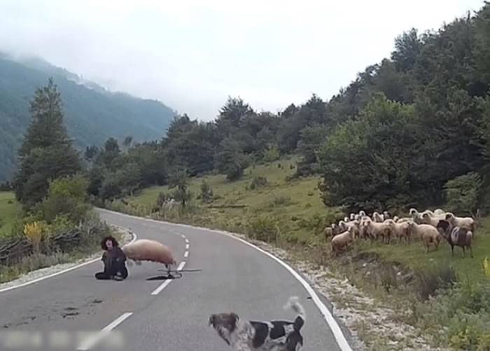 德国山区羊群被汽车吓到 失常两度袭击牧羊人