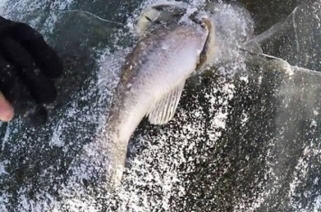 美国印第安纳州兄弟钓鱼发现被冰封的正在猎食的梭子鱼