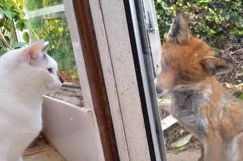 初次见面请多指教！英国野生狐狸和家中猫咪隔着玻璃互相打量