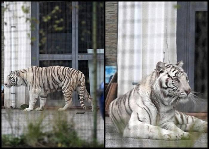 意大利西西里马戏团白老虎偷走在街头散步
