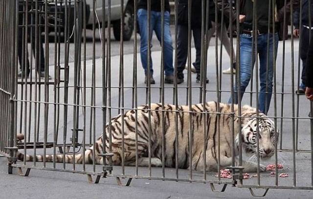 意大利西西里马戏团白老虎偷走在街头散步