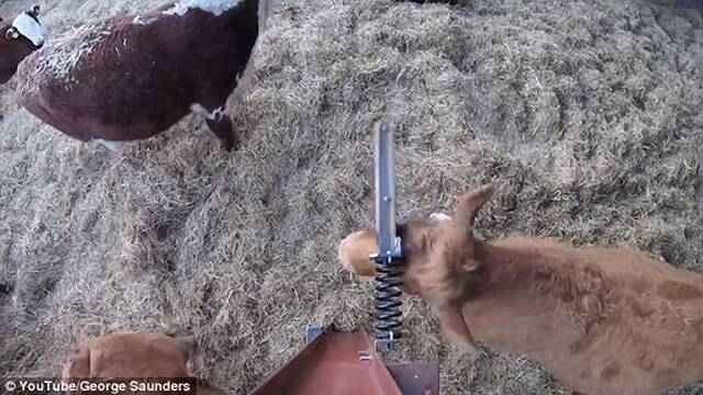 英国农场“身痕”牛在墙上找到金属棒当作“不求人”抓痒