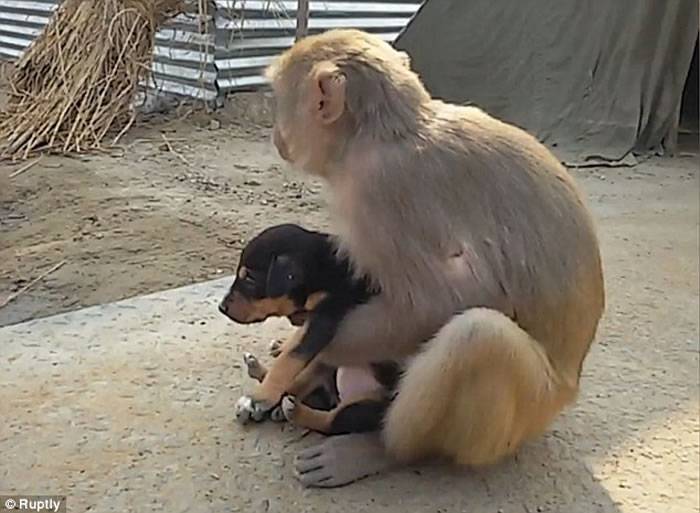 印度北方邦猕猴街头发现弃犬 妥善照顾如己出