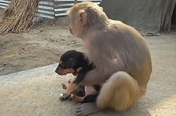 印度北方邦猕猴街头发现弃犬 妥善照顾如己出