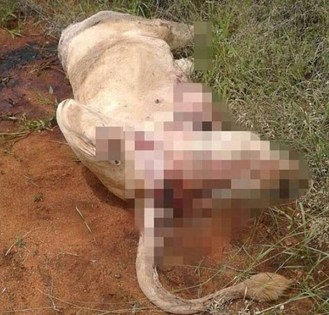 南非林波波省再现变态白狮杀手 喂毒鸡后斩首割四爪