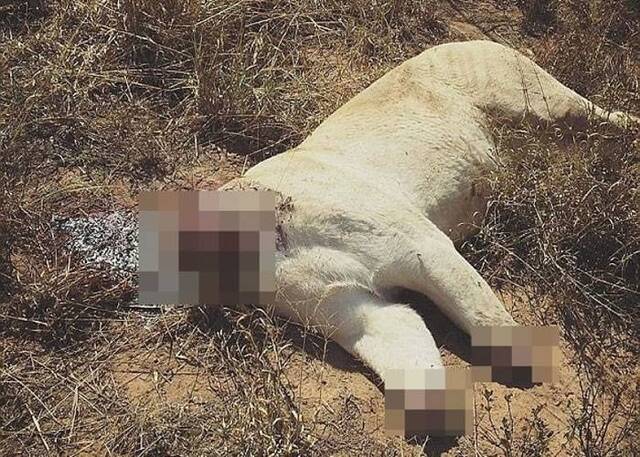 南非林波波省再现变态白狮杀手 喂毒鸡后斩首割四爪