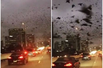 椋鸟群飞掠美国德州休斯敦高速公路 怪异画面令人悚然