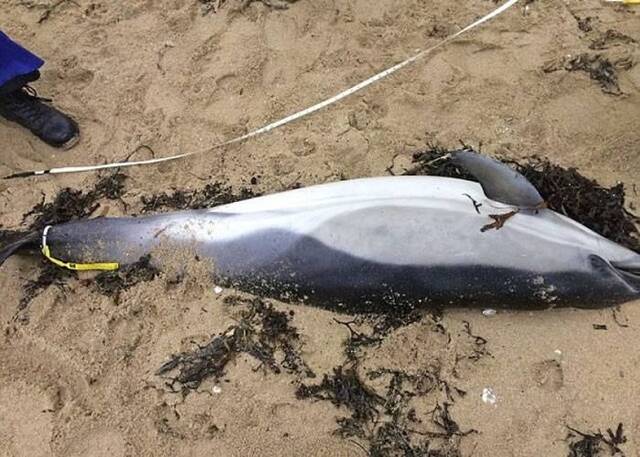 英国康沃尔郡法尔茅湾海滩屡现海豚尸体 两周多达13条