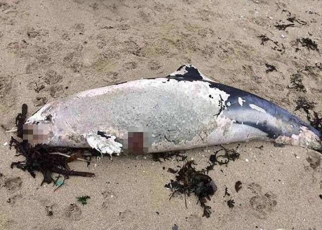 英国康沃尔郡法尔茅湾海滩屡现海豚尸体 两周多达13条