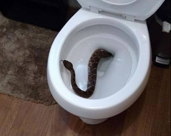 美国德州男童上厕所惊见马桶内有条西部菱纹背响尾蛇 专家又在家中发现另外23条