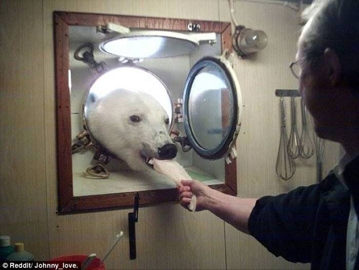 北极研究船船员在厨房里准备下午茶 北极熊从窗口探头进来讨食