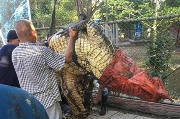 泰国洛坤府巨鳄水灾期间逃走 数十人合力捉回