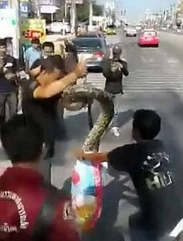 泰国呵叻府3.6米长巨蟒跟“蛇王”斗力终被擒
