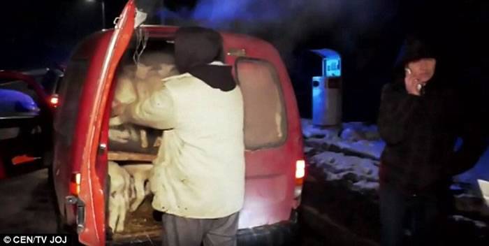 欧洲国家斯洛伐克警察查车发现一辆小车上挤着72头羊