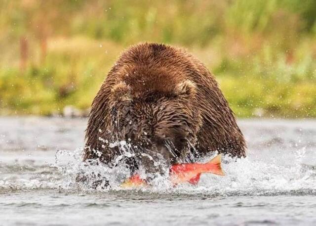 美国阿拉斯加州强壮灰熊飞身捕鱼似水上滑翔