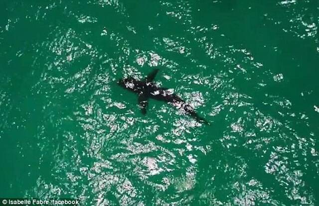 法国女游客到澳洲玩风筝冲浪遇大白鲨险丧命