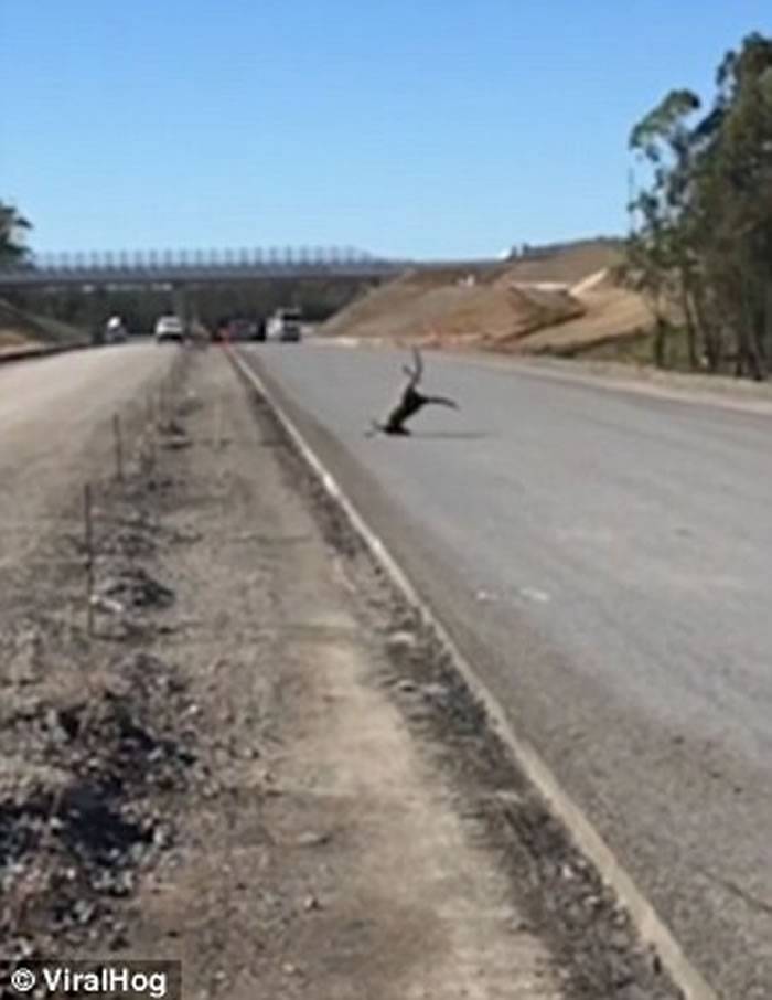 跳跃能手澳洲袋鼠过马路越栏失手栽倒在地 还假装若无其事