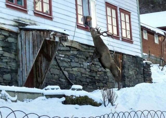挪威艾于兰80岁老妇每天都会有一位来自森林的老朋友公鹿探望她