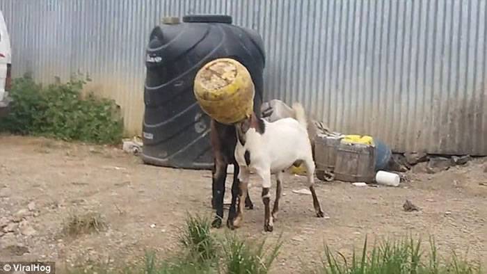 匪夷所思：尼泊尔两只山羊同被一个罐子卡头
