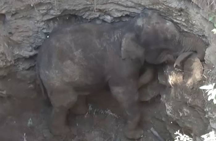 印度坦米尔纳德邦大象困土坑 挖土机造斜坡助脱困