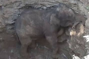 印度坦米尔纳德邦大象困土坑 挖土机造斜坡助脱困