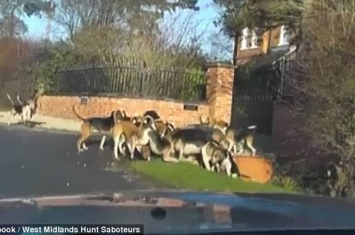 英国狩猎实况直击：一群猎犬疯狂猎杀狐狸