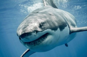 澳洲昆士兰男子在大堡礁潜水突遭鲨鱼袭击