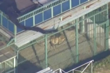 日本千叶县成田市明星狮子突然施袭咬人 两饲养员重伤