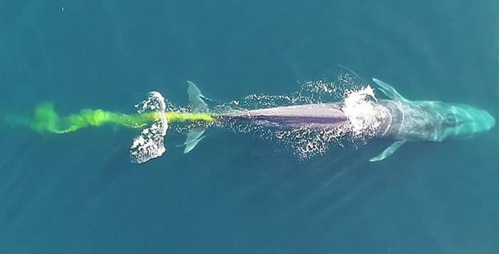 地球史上最大的动物蓝鲸排便量一次可达200公升