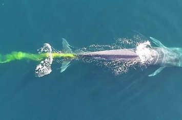 地球史上最大的动物蓝鲸排便量一次可达200公升