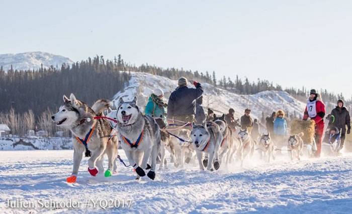 2017国际雪橇犬大赛(Yukon Quest)在加拿大育空省白马市展开