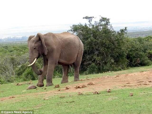 南非阿多大象国家公园大象嫌陆龟爬得慢 用脚踢对方