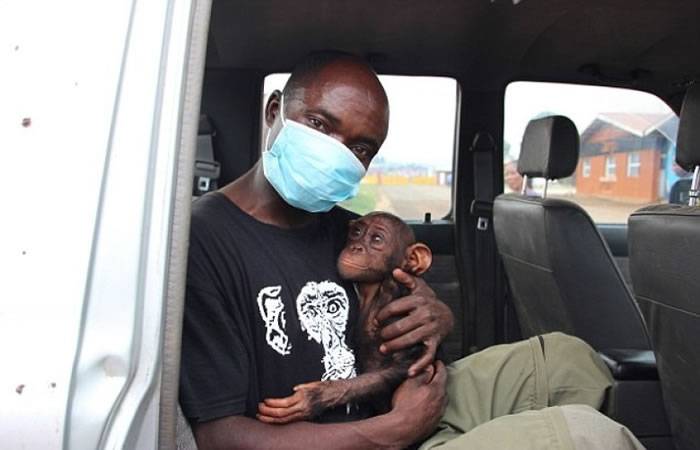 母亲被猎人杀害 刚果民主共和国濒死小猩猩伸手求助