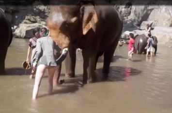 泰国大象疑不满被摸撞飞游客