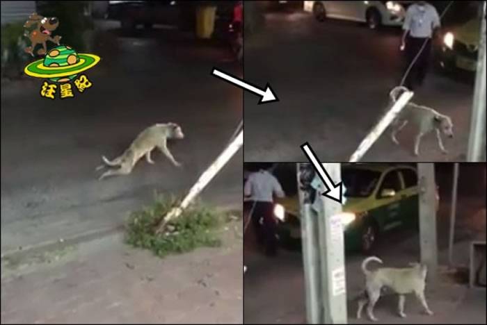 泰国一只后腿瘫痪的狗吃力过马路 有人靠近帮忙时却健步如飞跑掉