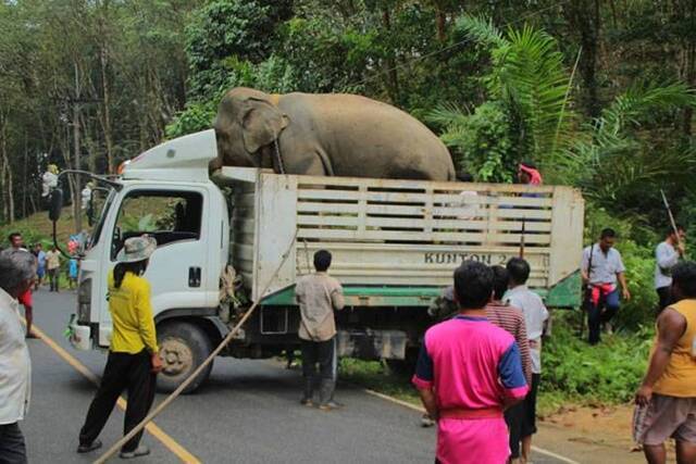泰国攀牙府发情大象卷起训练师活生生摔死