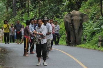 泰国攀牙府发情大象卷起训练师活生生摔死