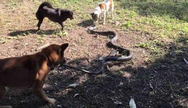 泰国4忠犬为守护主人激战巨大眼镜蛇
