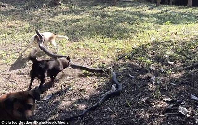 泰国4忠犬为守护主人激战巨大眼镜蛇