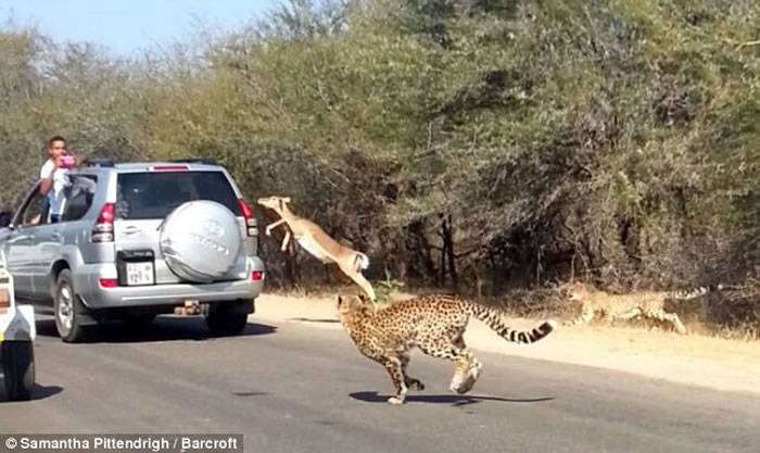 南非克鲁格国家公园被猎豹追杀的羚羊飞越车阵
