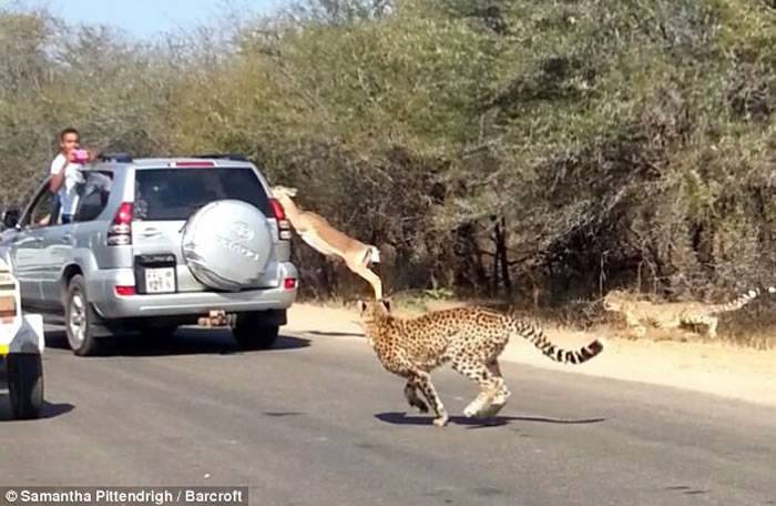 南非克鲁格国家公园被猎豹追杀的羚羊飞越车阵