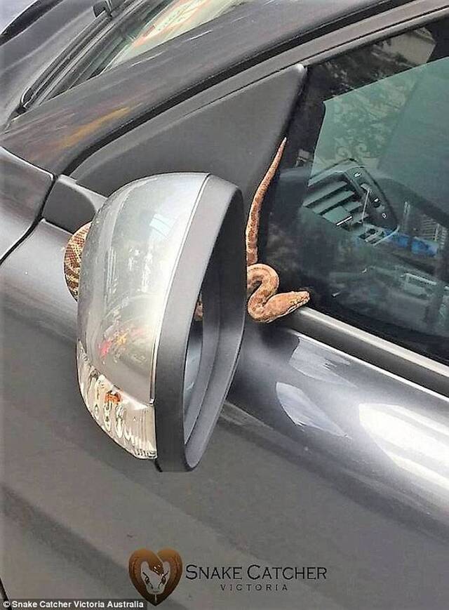 澳洲女司机发现车头挡风玻璃上出现一条蟒蛇