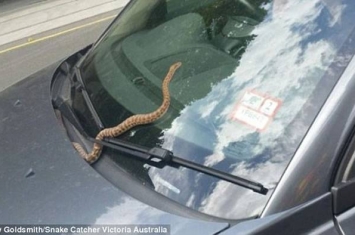 澳洲女司机发现车头挡风玻璃上出现一条蟒蛇