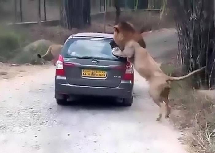 印度卡纳塔克邦野生动物园狮子直扑旅游车